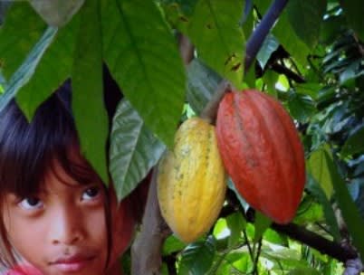 Puerto Limon: Bribri Indigenous Village, Chocolate Tour & Rainforest Waterfall