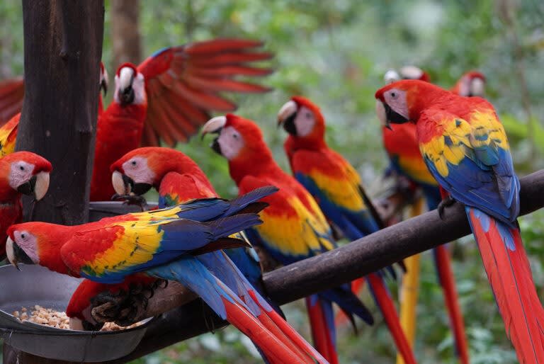 Puntarenas Shore Excursions: Puntarenas Highlights 6 in 1 & Sightseeing