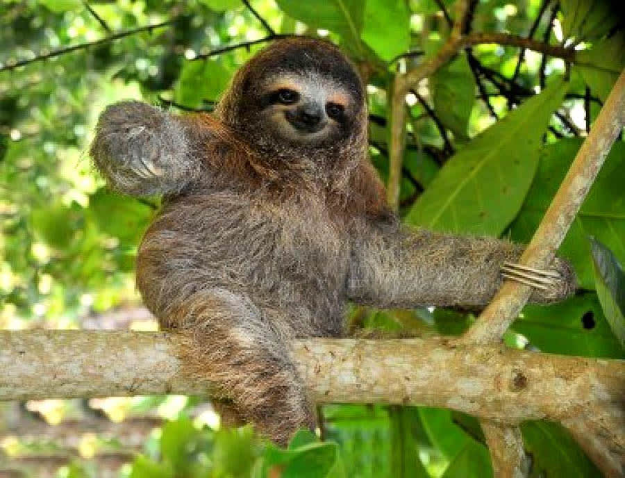 Hiking in Cahuita National Park Guided Tour