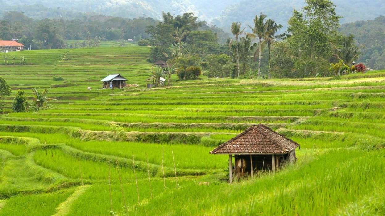 Jatiluwih Rice Terraces: A Majestic Tapestry of Emerald Green Fields