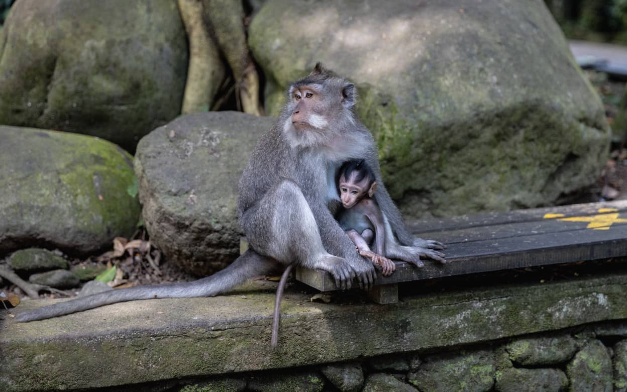 Ubud Monkey Forest: Encountering Grey Long-Tailed Monkeys in a Sacred Sanctuary