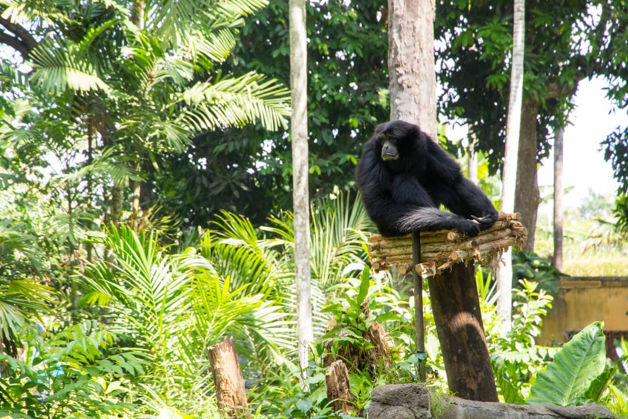 Embark on an Extraordinary Encounter with Nature: Discover the Enchanting Bali Zoo
