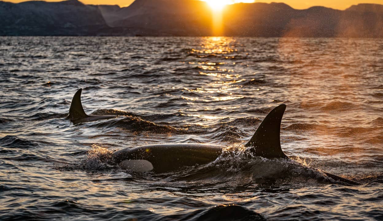 Witness the Graceful Dolphins of Lovina Beach