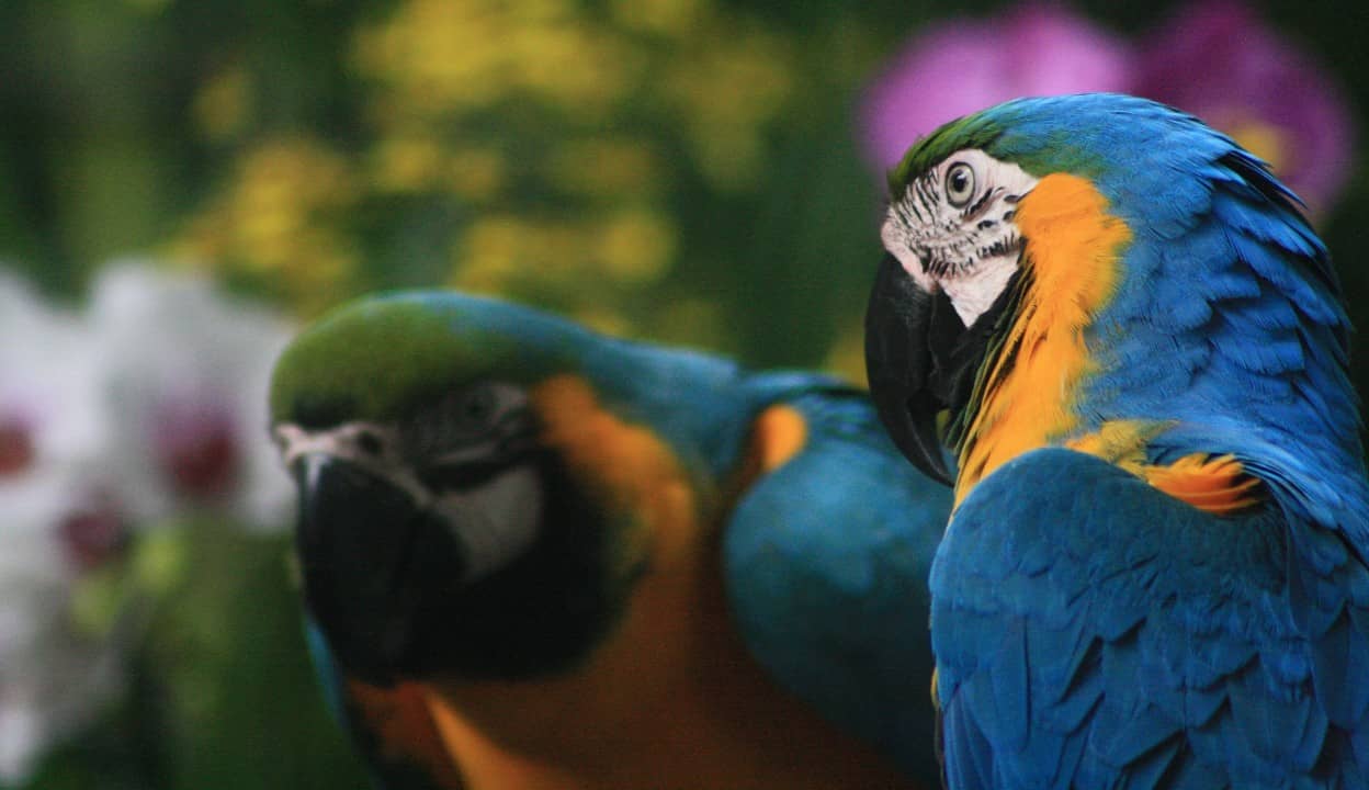 Bali Zoo: A Sanctuary for Animal Encounters and Conservation