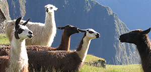 Save 15%* on select<br>South America tours with G Adventures<br><br> Expires April 30, 2019