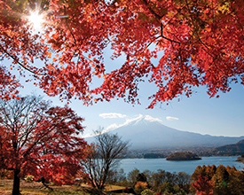 LAND OF THE SAMURAI<br>12-Day Tour<br>On The Go Tours<br><br>$7221*