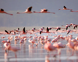 KENYA CAMPING SAFARI<br>9-Day Tour<br>G Adventures<br><br>$2024*