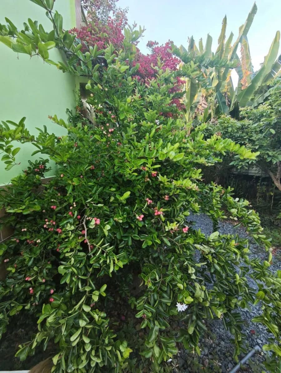Cho thuê Nhà mặt tiền Mỹ Khánh - 50m² - 3.5 Triệu/Tháng — ảnh 4