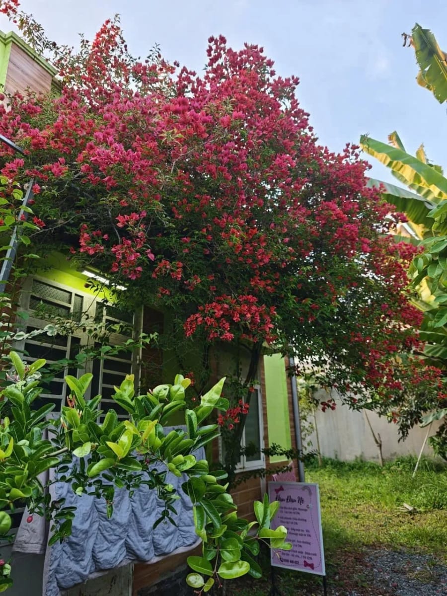 Cho thuê Nhà mặt tiền Mỹ Khánh - 50m² - 3.5 Triệu/Tháng — ảnh 5