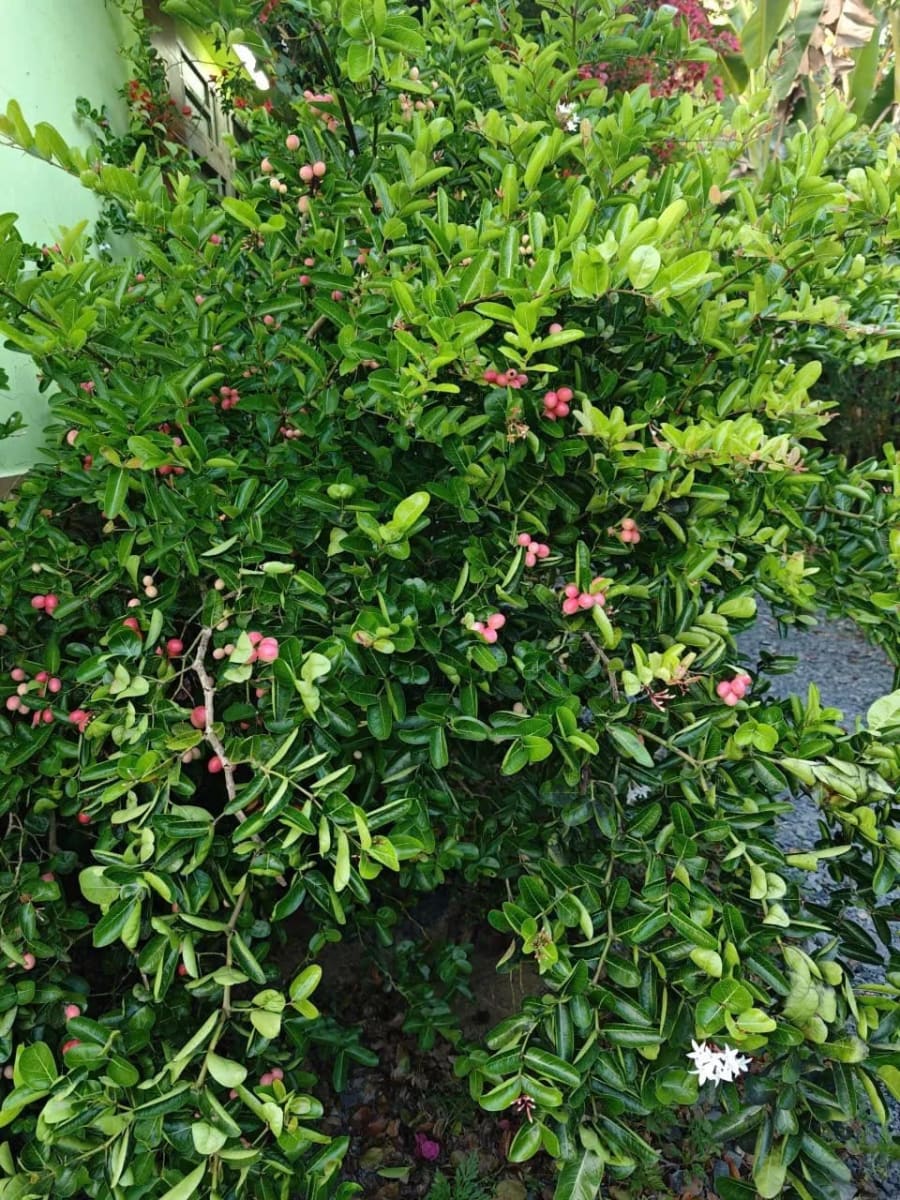 Cho thuê Nhà mặt tiền Mỹ Khánh - 50m² - 3.5 Triệu/Tháng — ảnh 7