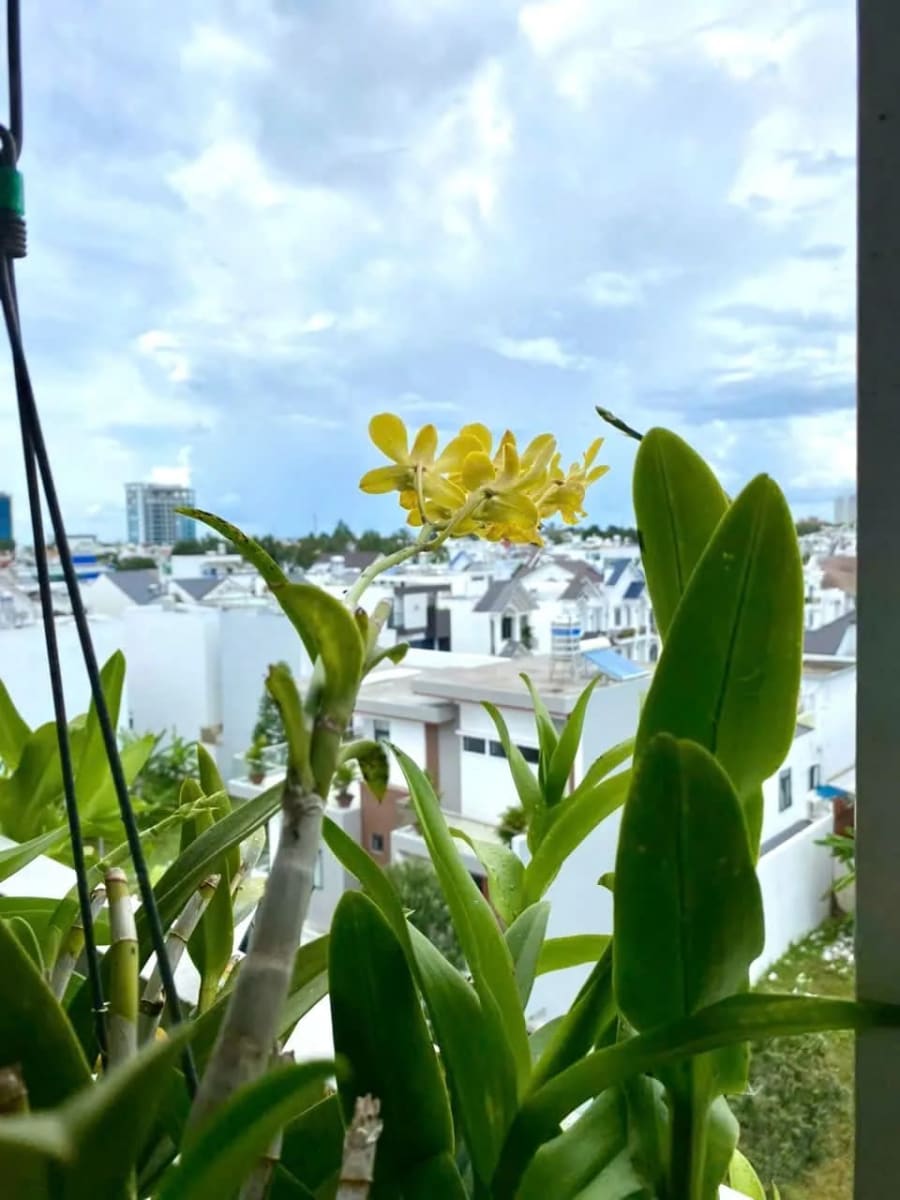 Cho thuê căn hộ chung cư Nam Long Hồng Phát, 70m², 2PN - 9 Triệu — ảnh 6