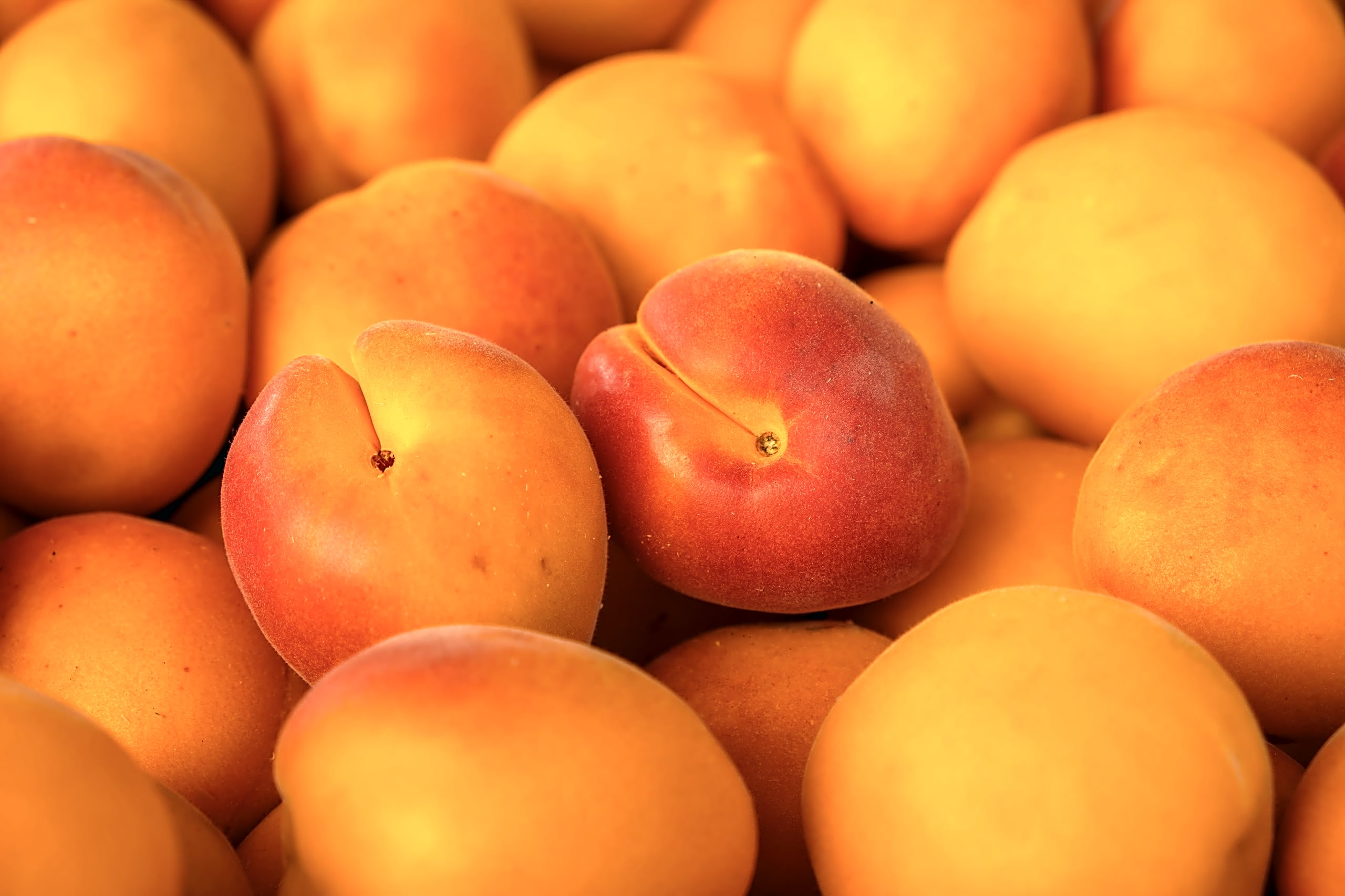 Ripe whole apricots filling the frame.
