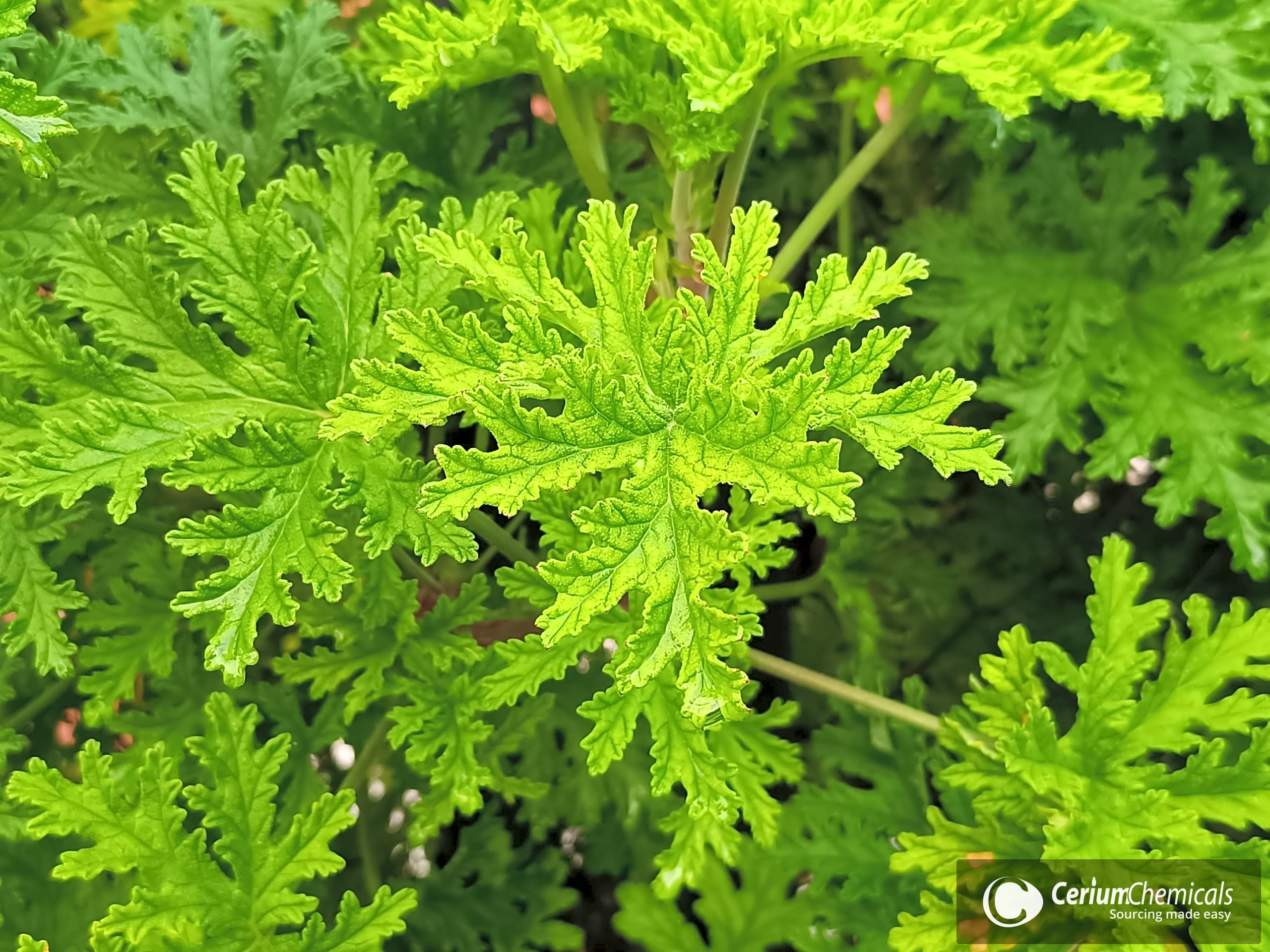 Macro view of the feathery green foliage of a citronella geranium.
