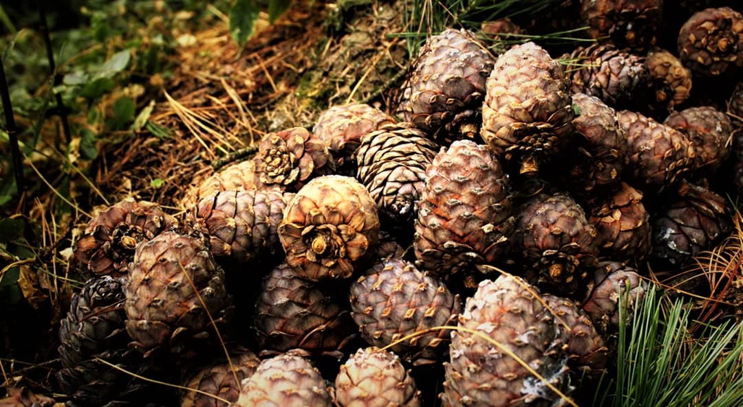 Cedarwood Oil in Cerium Chemicals packaging