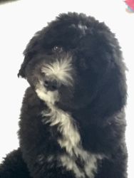 Attachment thumbnail