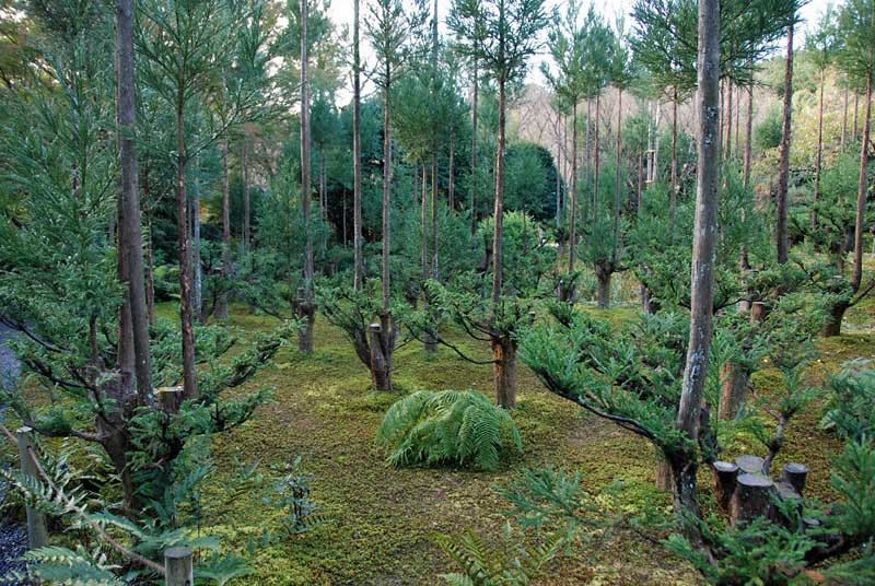 Daisugi (Coppicing) an advanced tree growing technique Timberborn Bugs and Suggestions