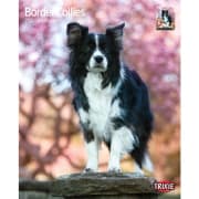 Kalender Border Collie 12550