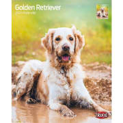 Kalender Golden Retriever 12560