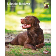 Kalender Labrador Retriever 12568