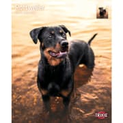 Kalender Rottweiler 12577