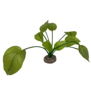 Akv. Pynt 242-468289 Anubias 2 Grønn 17cm