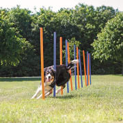 Agility Slalåm Hinder 3206 12stk 1,15m x D:3,3cm Blå/Oransje