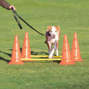 Agility Hinder 32092 Inneholder 4 Kjegler Ø30x50cm 2 Stenger 100cm