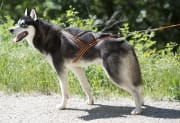 Hundesele Canicross X-Back One L Oransje i-DOG