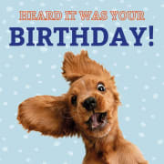 Kort Funny Dog Heard it was your Birthday! 13,7x13,7cm