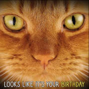 Kort Looks Like It`s Your Birthday Rød Katt 13,7x13,7cm