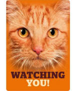 Metallskilt Watching You! Oransje Katt 21x14,8cm