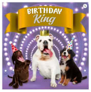 Kort Birthday King 13,7x13,7cm