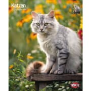 Kalender Katt 12592