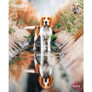 Kalender Beagle 12548