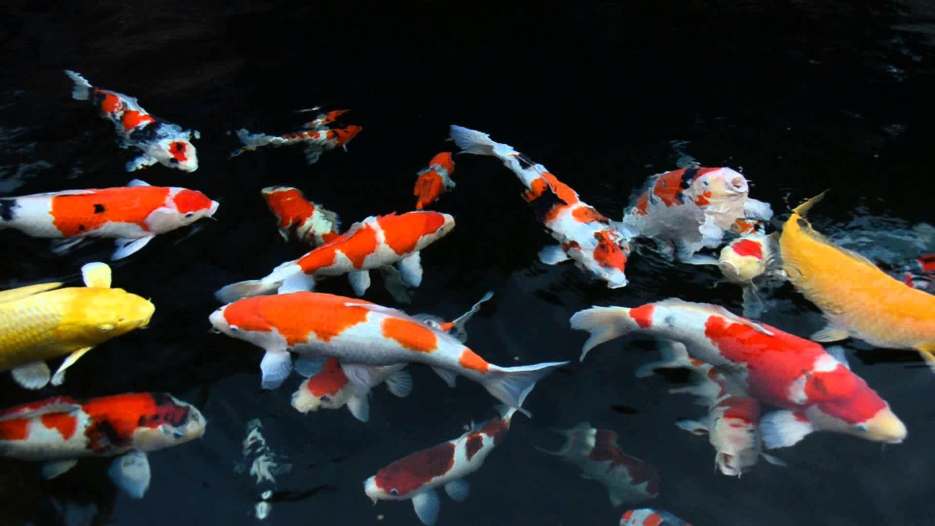 Alt du trenger til din dam. alt du trenger til dine damfisk. Koi dam