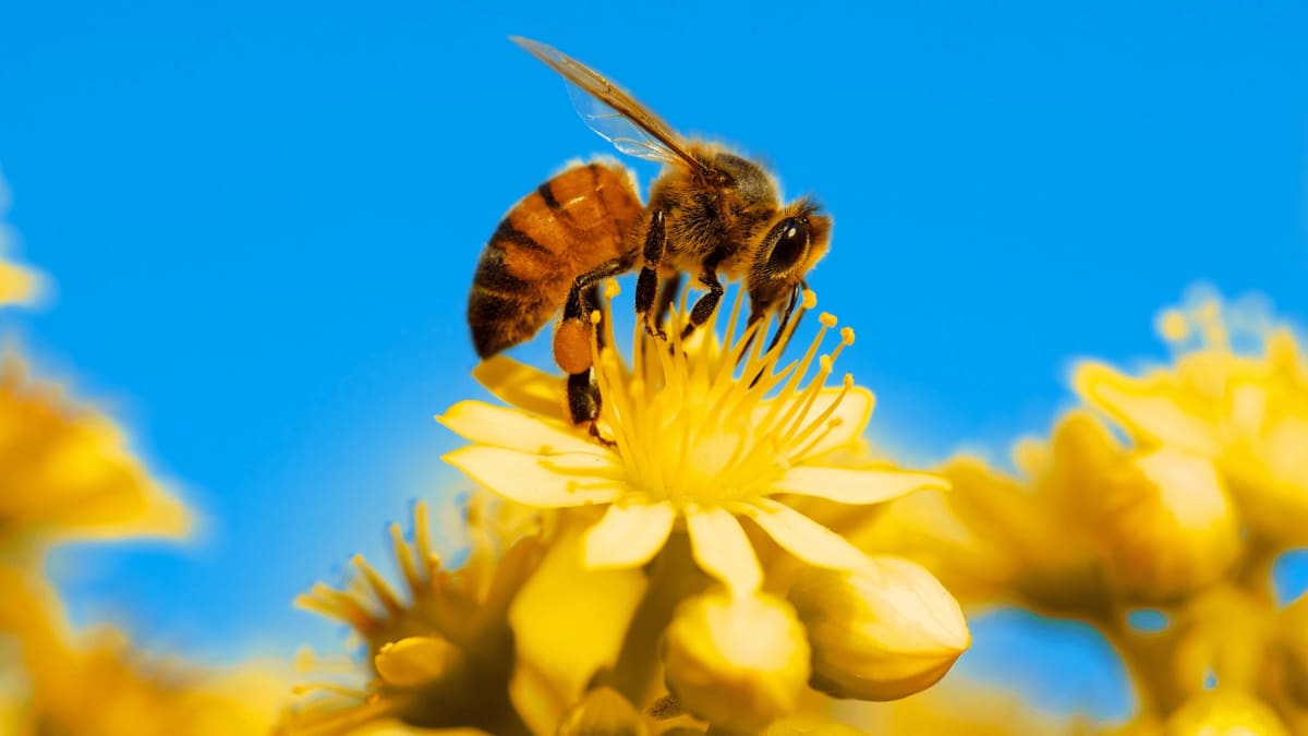 Insekter/Hageliv