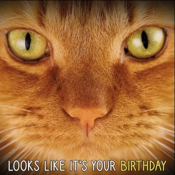Kort Looks Like It`s Your Birthday Rød Katt 13,7x13,7cm