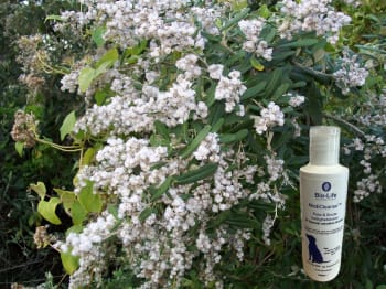 MediCleanse Pote og Sår Krem Hund (Allergi Hemmende) 100ml