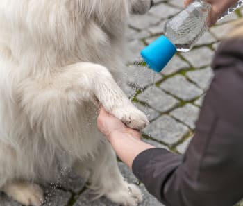Mobil Hundedusj (Flaskehode) ø:5x5,5cm Blå
