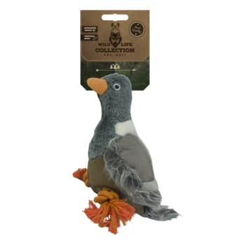 Wild Life Dog Pigeon