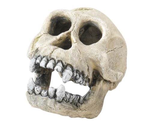 Akv. Pynt 236-104316 Hodeskalle Ape 16cm