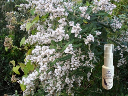MediCleanse Ren Essens Hund (Allergi Hemmende) 30ml