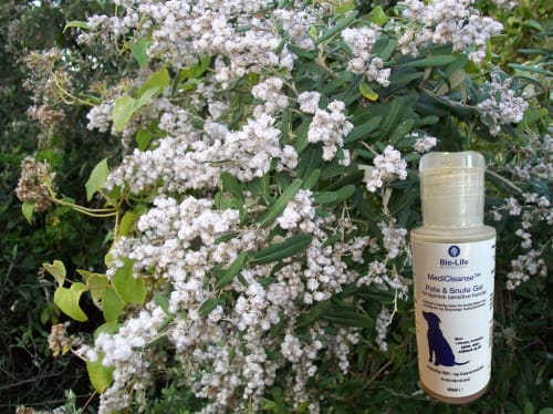 MediCleanse Pote og Sår Gel Hund (Allergi Hemmende) 50ml