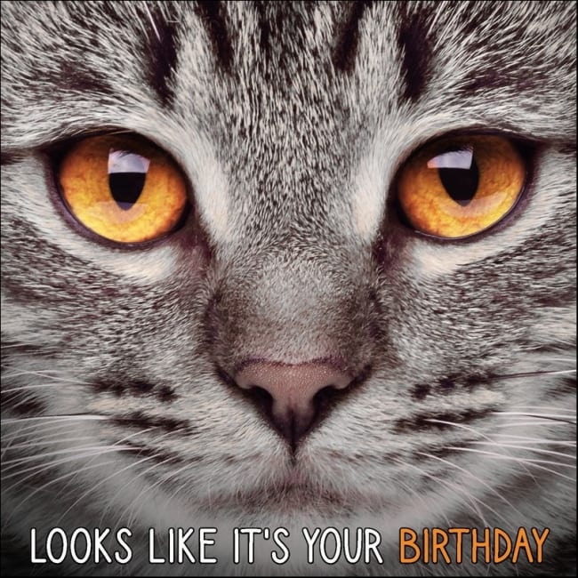 Kort Looks Like It`s Your Birthday Grå Katt 13,7x13,7cm