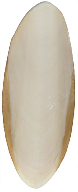 Sepiastein Til Reptil 12cm 2stk
