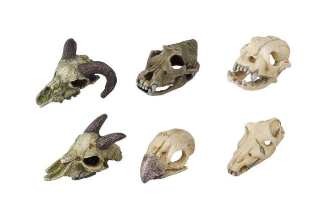 Akv. Pynt 236-237878 Dødningshoder 7-10cm (Display M/12stk)