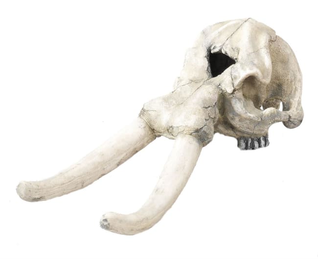 Akv. Pynt 236-104323 Hodeskalle Elefant 44cm