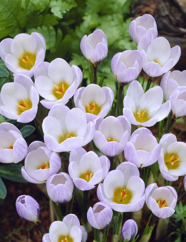 ‘Claude Shride’ Martagon Lily Fedco Bulbs