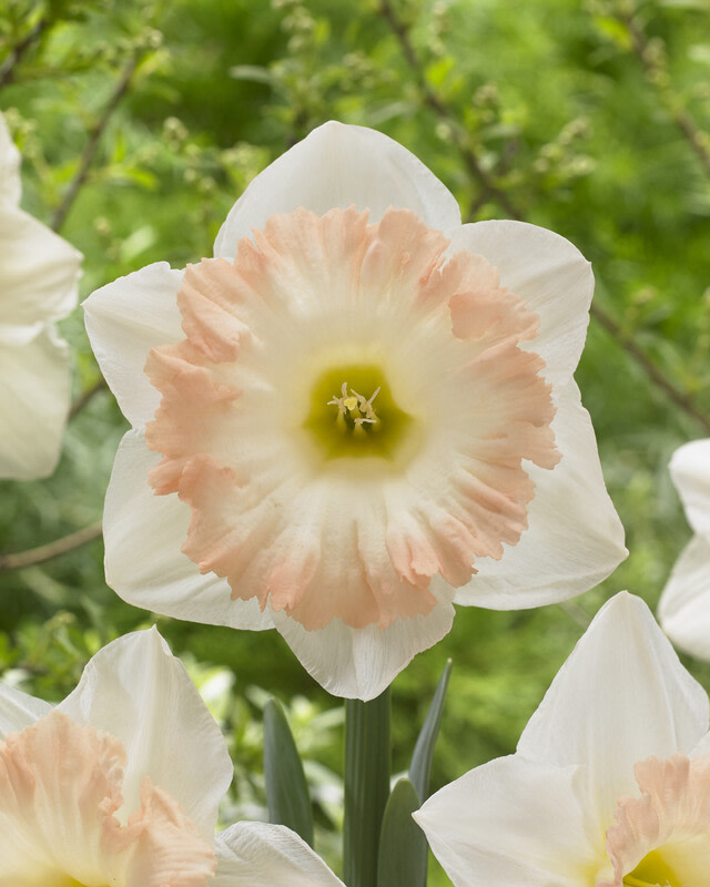 GuineaHen Flower Fritillaria Fedco Bulbs