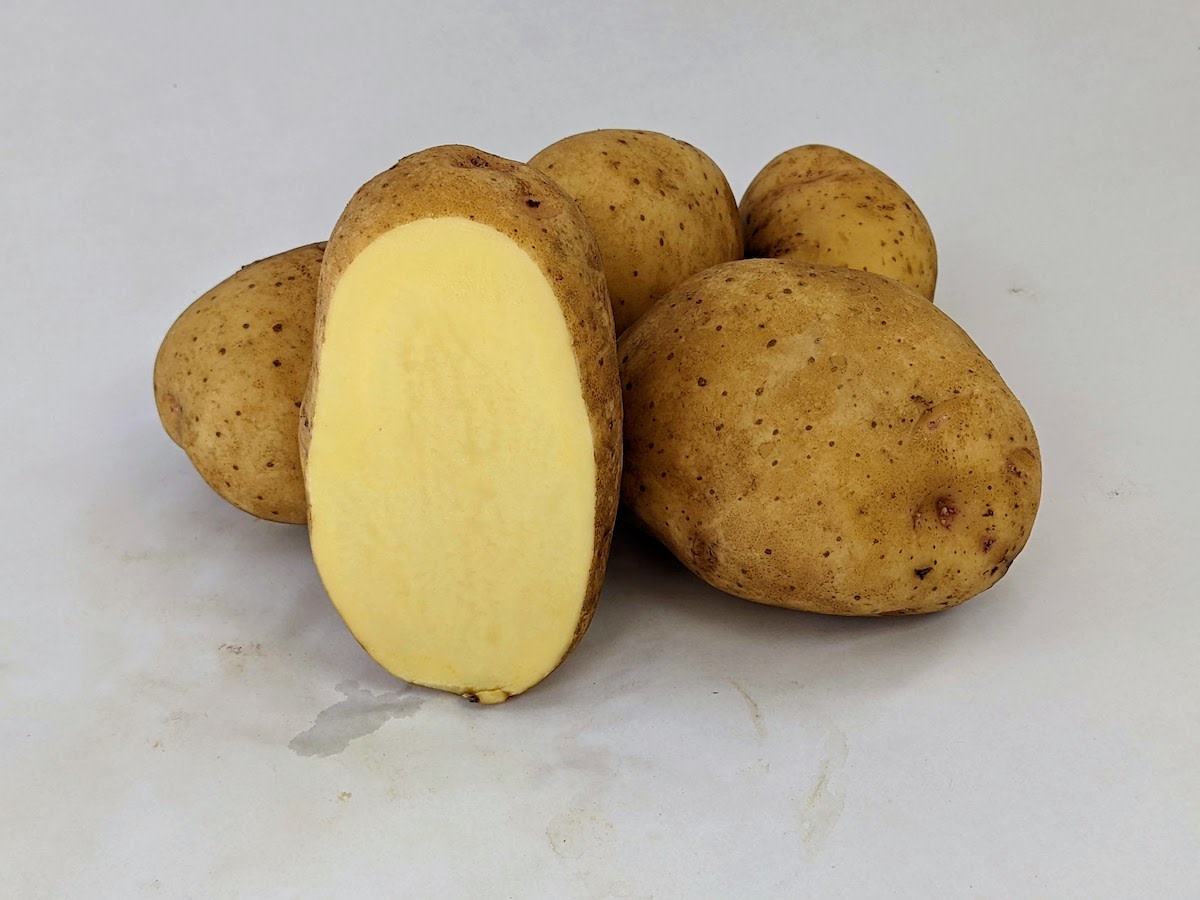 Yukon Gold Early Season Potato Potatoes Onions And Exotics